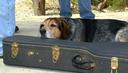Addie the Dog